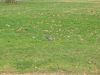 img009.jpeg