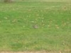 img009.jpeg.small.jpeg